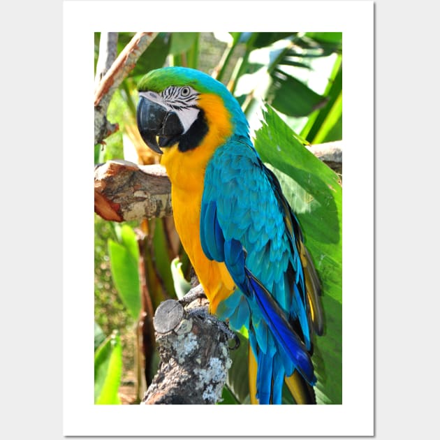 Macaw Parrot Yellow And Blue Bird Wall Art by AndyEvansPhotos